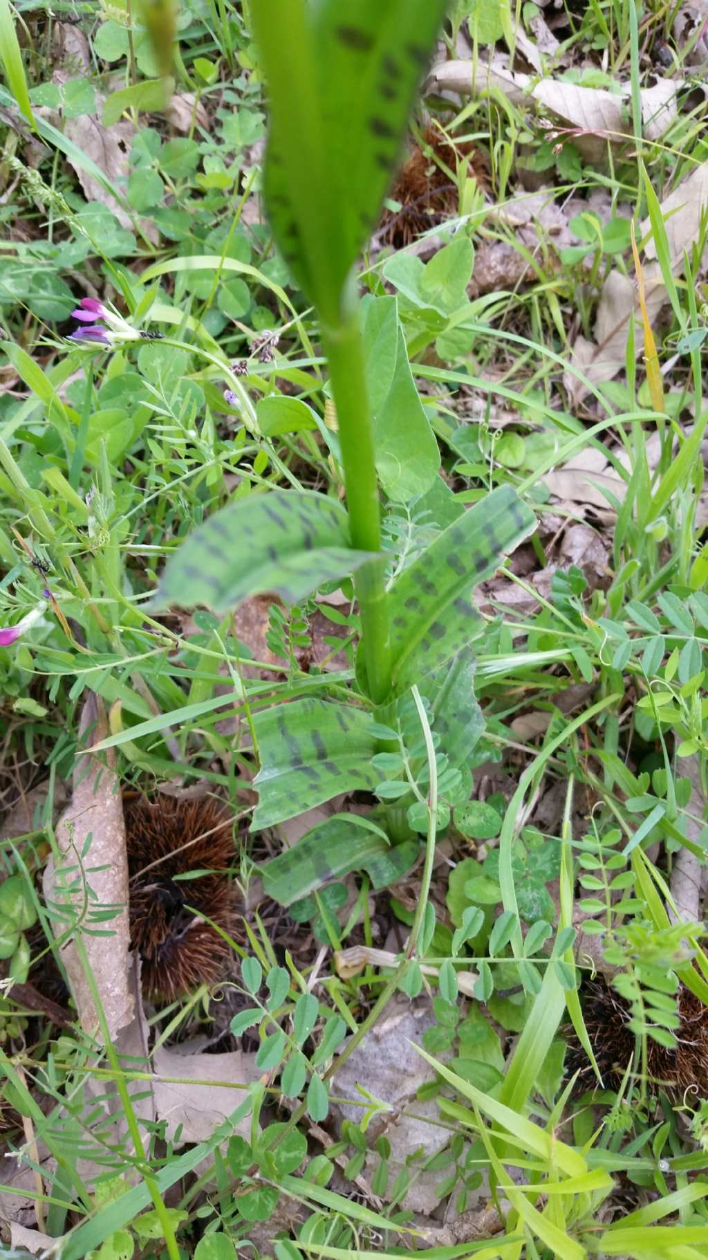 Dactylorhiza da id.